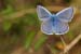 59 Papillon Azure  tige seche 1